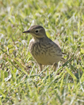 American Pipit 0749